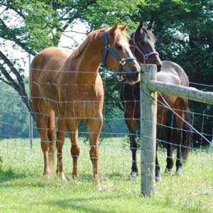 Horses at pasture